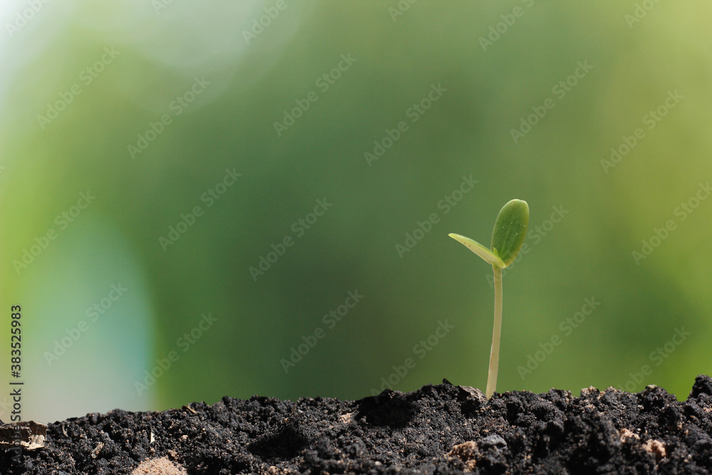 agriculture plant seeding growing step concept in garden agriculture plant seeding growing step concept in garden