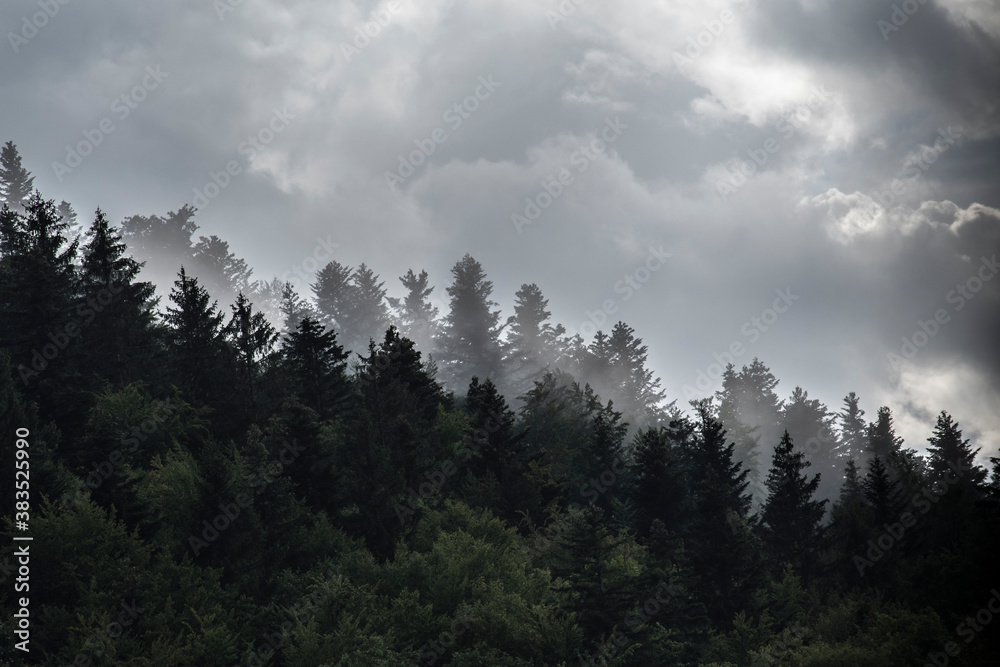 VELEBIT MOUNTAIN - September 2020 - Hill slope covered with coniferous forest. Hill slope in fog during cloudy day