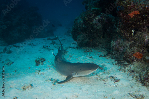 A white tip reef shark sits on the reef