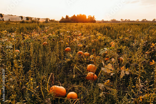 pumpkins in the field
