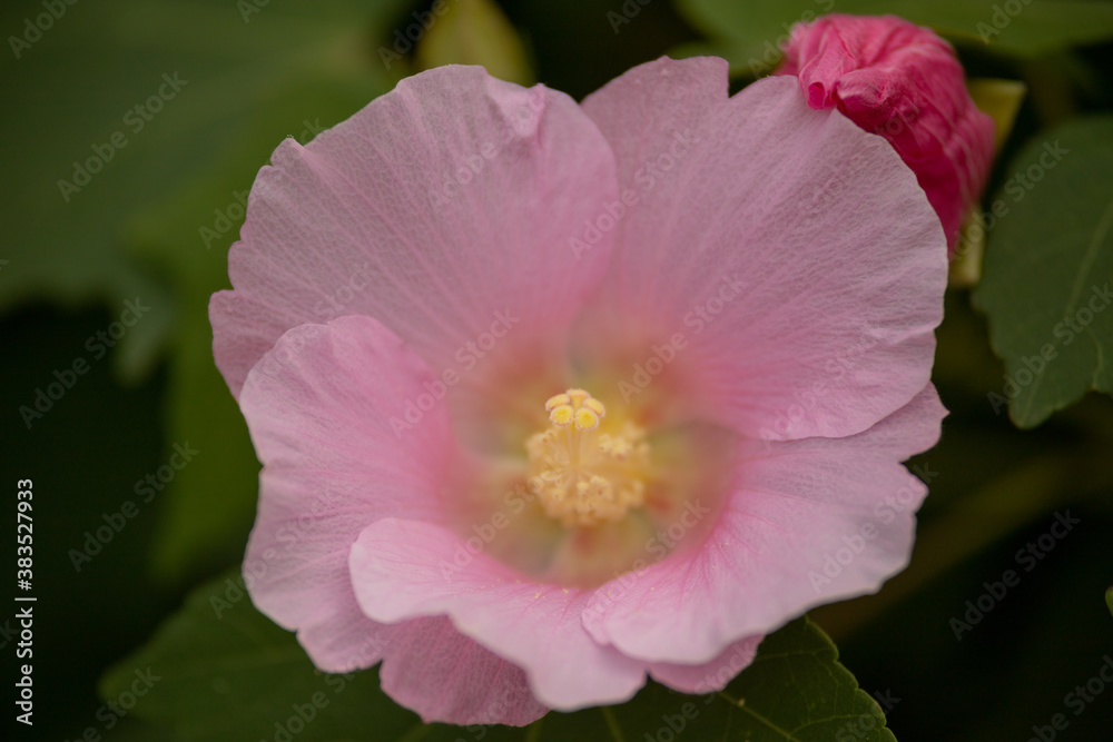 一輪の花 一輪の花