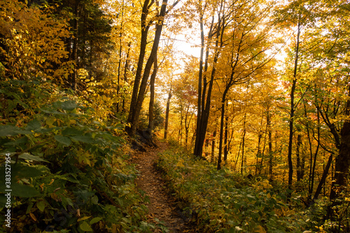 Autumnal view of a forest trail