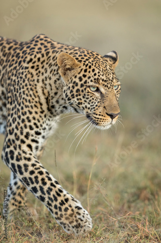 Vertical portrait of an adult leopard in Masai Mara Kenya