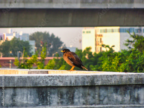 Picture of a beautiful bird sitting shot in morning  © abhinavmathurindia