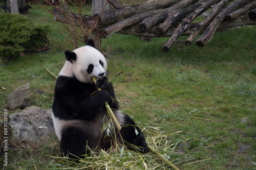 Fototapeta premium giant panda eating bamboo
