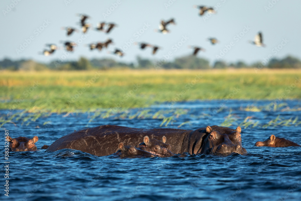 Pod of hippos resting in Chobe River in Botswana Pod of hippos resting in Chobe River in Botswana