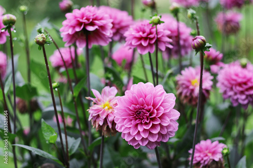 pink dahlias flowers close up