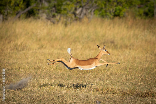 Adult female impala running in Moremi Okavango Delta in Botswana photo