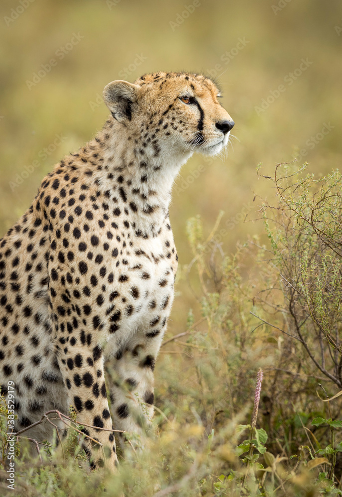 Vertical portrait of an adult cheetah in Ndutu Tanzania Vertical portrait of an adult cheetah in Ndutu Tanzania
