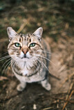Portrait of a funny beautiful cat with green eyes in the outdoor, pets