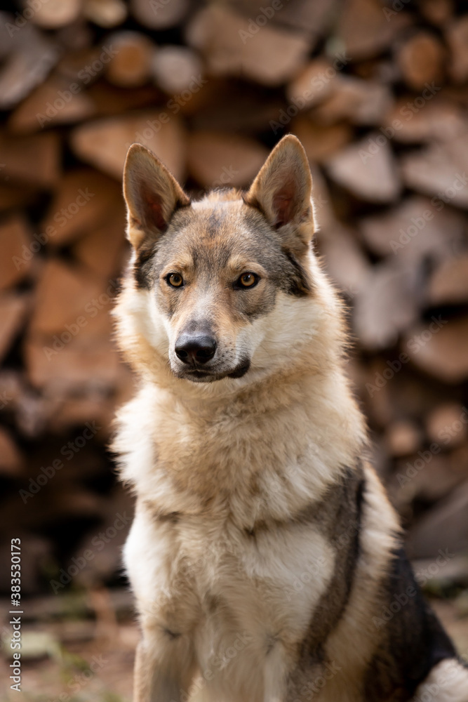 Beautiful wolf dog breed
