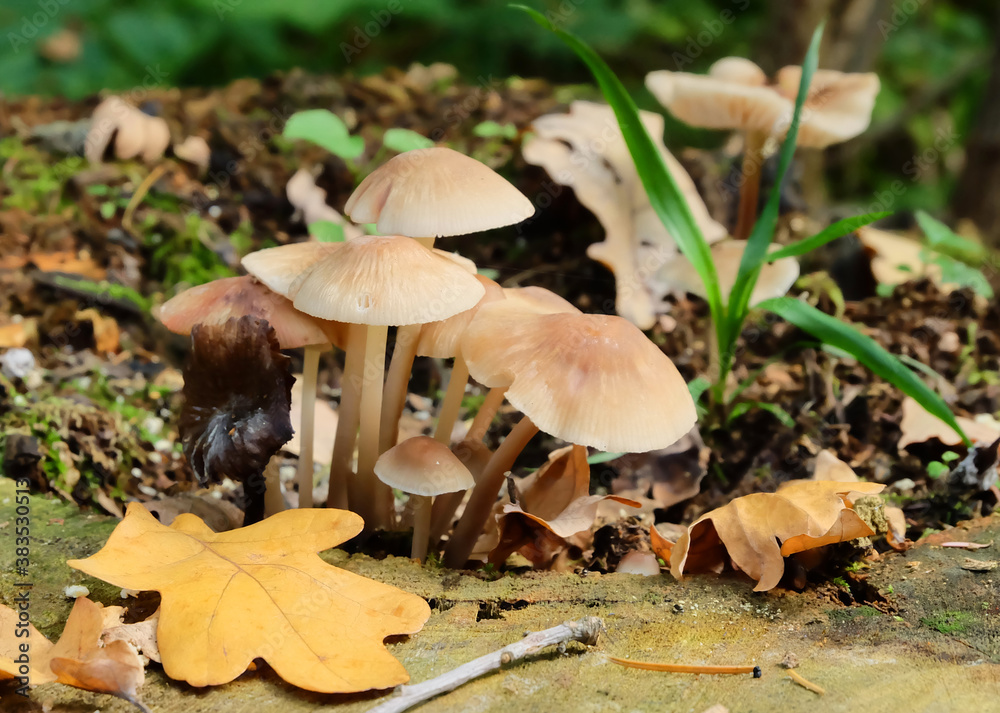 Clitocybe metachroa mushrooms on a dry tree trunk in the forest, macro photography, selective focus, horizontal orientation. Clitocybe metachroa mushrooms on a dry tree trunk in the forest, macro photography, selective focus, horizontal orientation.