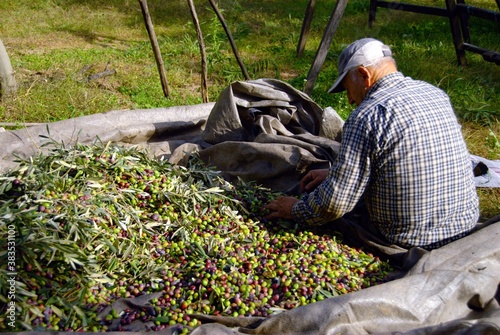 Harvested olives near Agiokampos town in Thessaly region, Greece, December 1 2010. photo
