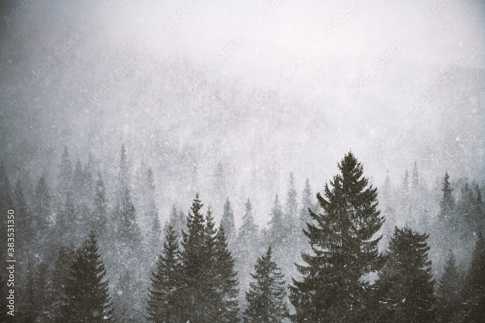Fototapeta Snowstorm in winter mountains. Snowy spruce and pine forest. Landscape photography