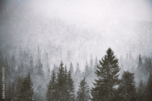 Snowstorm in winter mountains. Snowy spruce and pine forest. Landscape photography