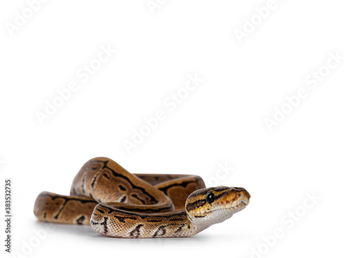 Pinstripe ballpython snake aka Python regius, moving towards camera. Detailed head facing camera. Isolated on white background.