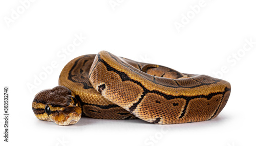 Pinstripe ballpython snake aka Python regius, curled up. Detailed head facing camera. Isolated on white background.