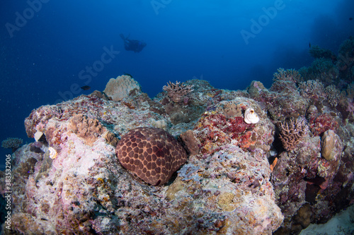A pin cushion Starfish on the reef