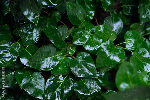 Foto green wet leaves of the lilac after the rain