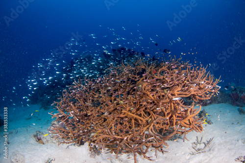 Fototapeta Naklejka Na Ścianę i Meble -  Colorful corals and fish on the Reef