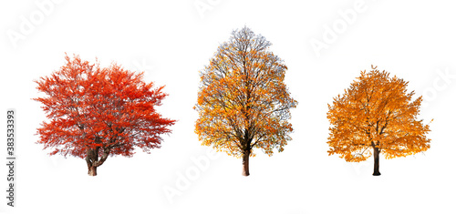Set of three orange and yellow autumn trees isolated on white background