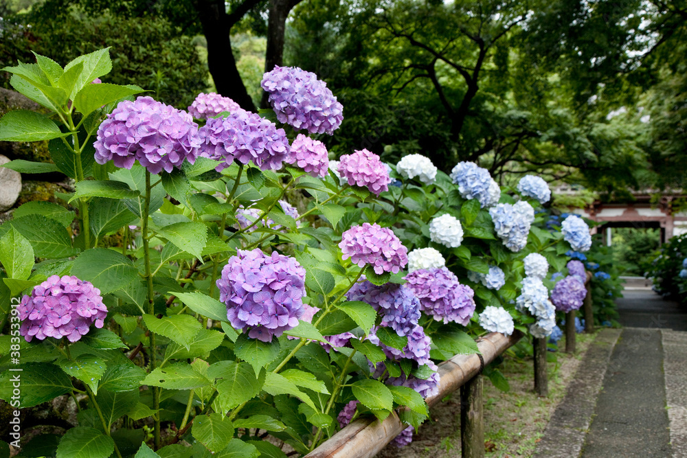 紫陽花 紫陽花