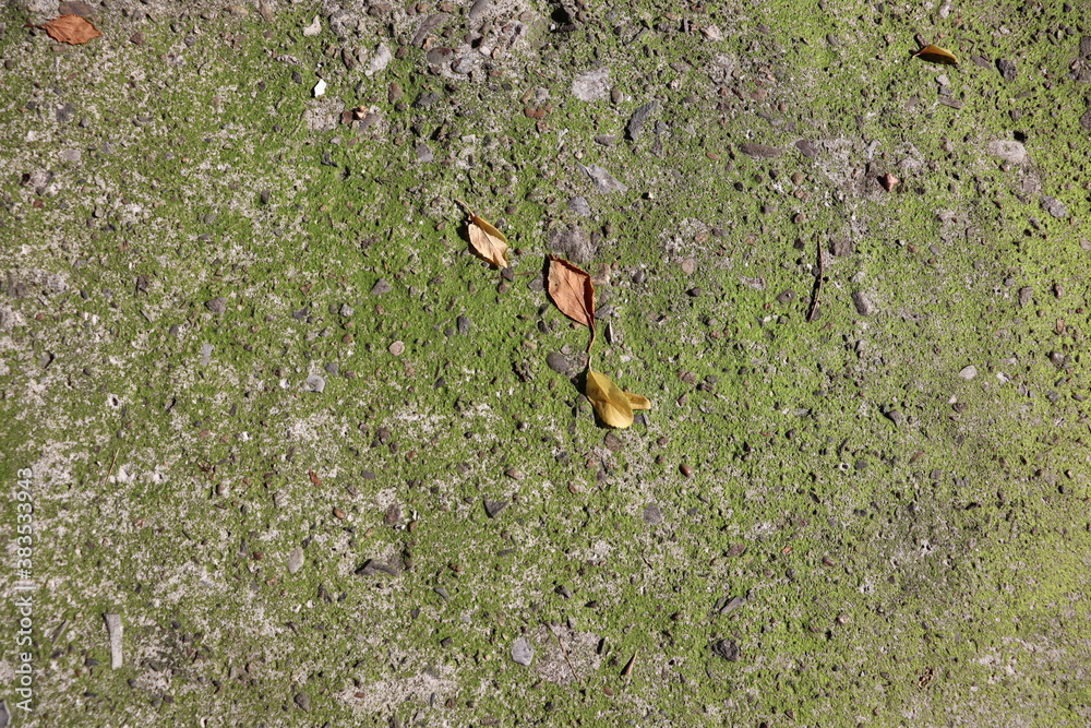 Obraz premium moss on the ground