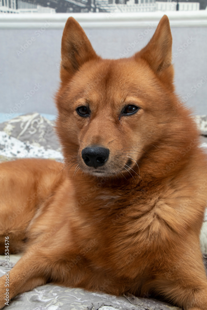 Beautiful red dog poses for the camera