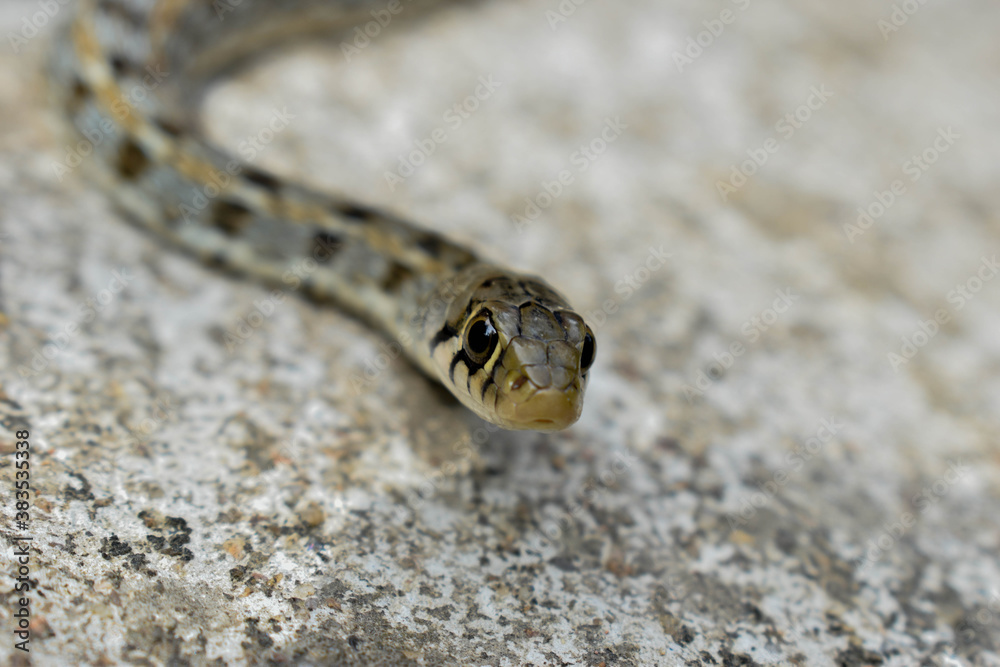 A SMALL SNAKE WITH A WHITE BACKGROUND A SMALL SNAKE WITH A WHITE BACKGROUND