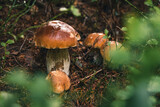 family of beautiful Boletus edulis found among grass and needles in a beautiful spruce forest. Penny bun or Porcino found in family circle. Father with three sons. Mushroom gathering