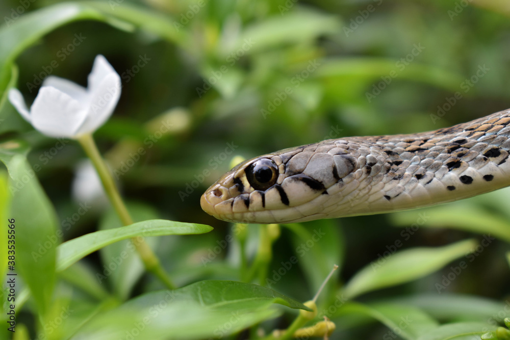 Fototapeta premium A SMALL SNAKE WITH A GREEN BACKGROUND 