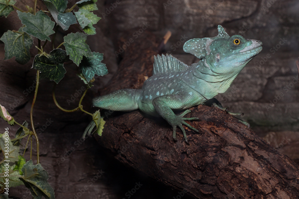 Green chameleon with yellow eyes 1 Green chameleon with yellow eyes 1