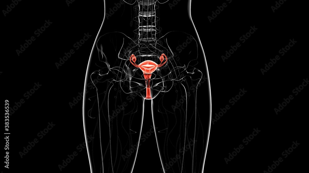emale reproductive system anatomy and physiology.3D emale reproductive system anatomy and physiology.3D