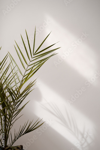 Aesthetic Palm leaves in the shade