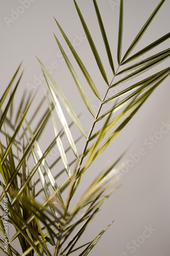 Aesthetic Palm leaves in the shade