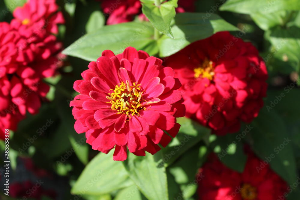 Zinnien Zinnien