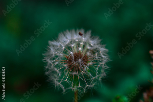 dandelion seed head