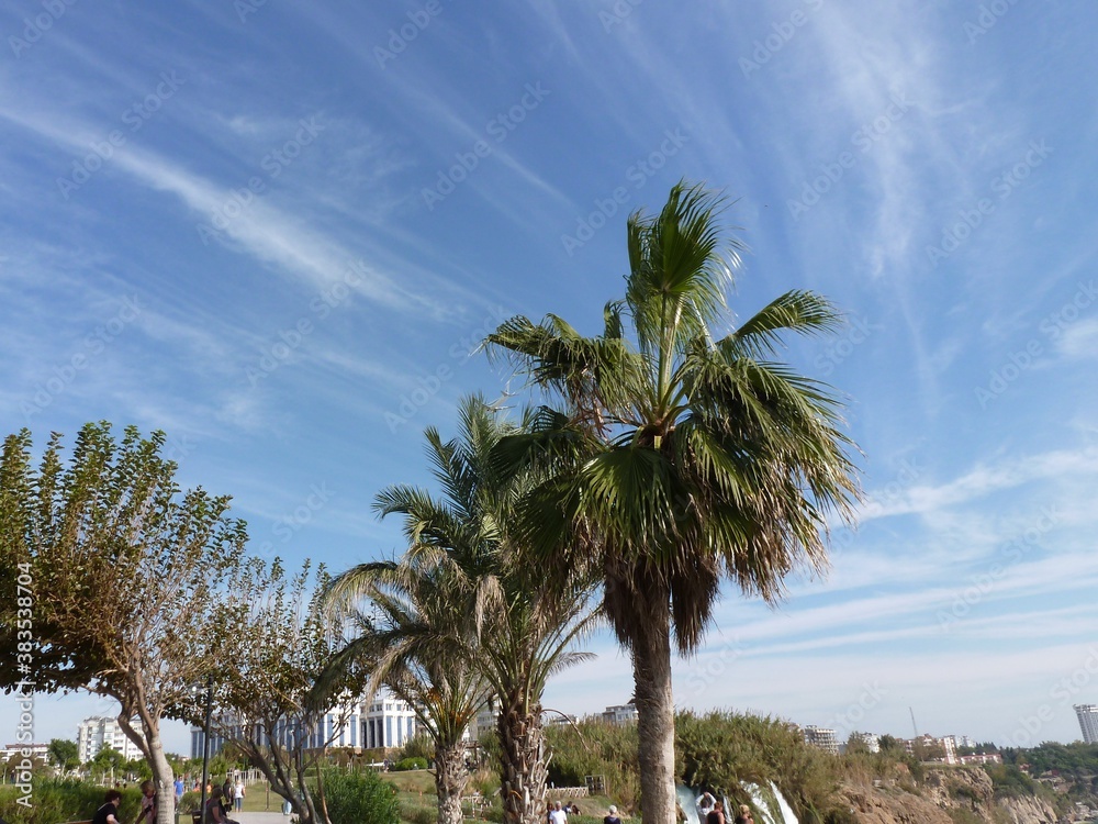 Obraz premium palm trees and sky