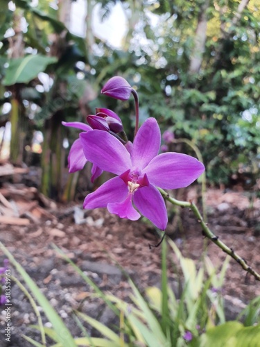 purple crocus flower