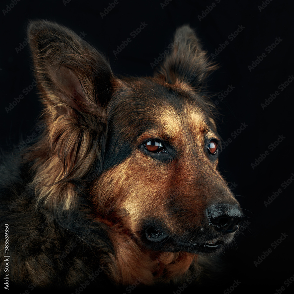 Fototapeta premium German Shepherd Dog