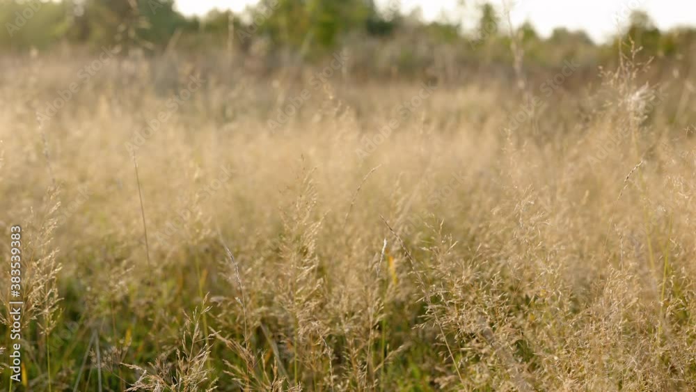 yellowed grass on a field autumn landscape yellowed grass on a field autumn landscape