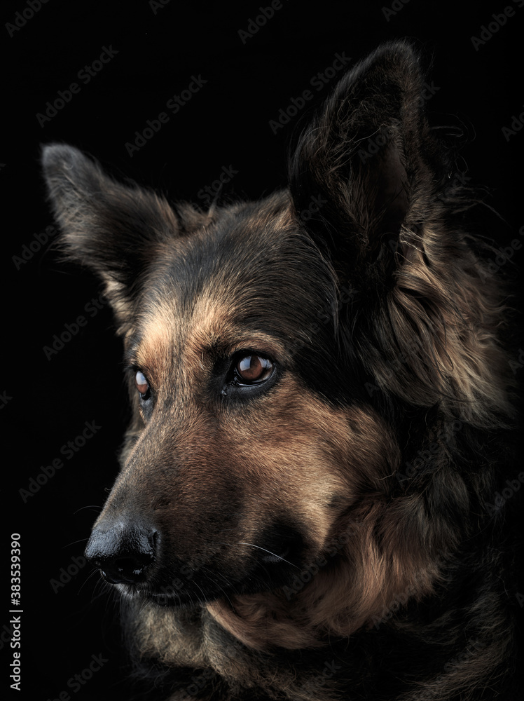 German Shepherd Dog German Shepherd Dog