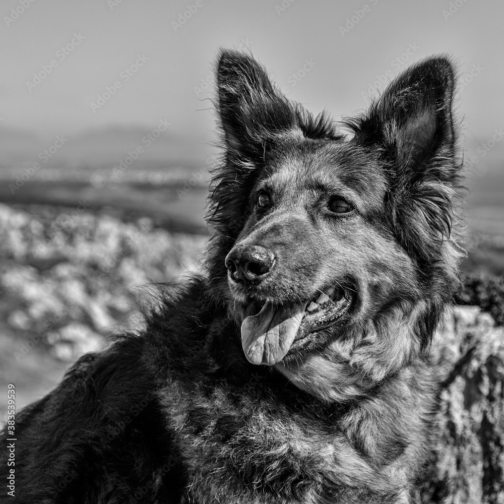 German Shepherd Dog German Shepherd Dog