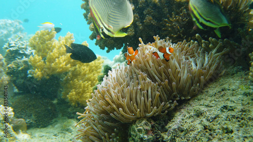 Clown fish and sea anemone, natural symbiosis. Coral reef with fishes. Tropical underwater sea fishes.