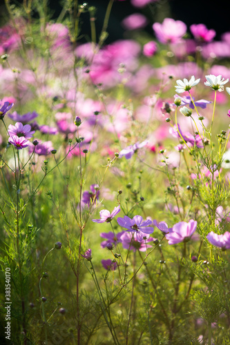 Cosmos wild flowers in sunshine