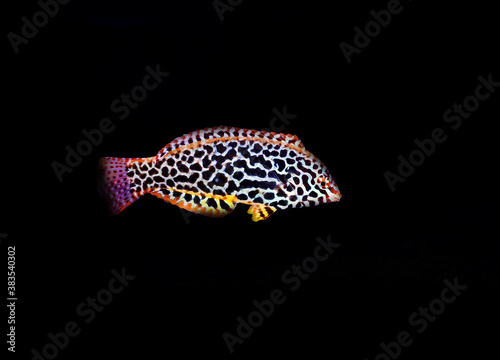 Eastern black-spotted wrasse - Macropharyngodon meleagris photo
