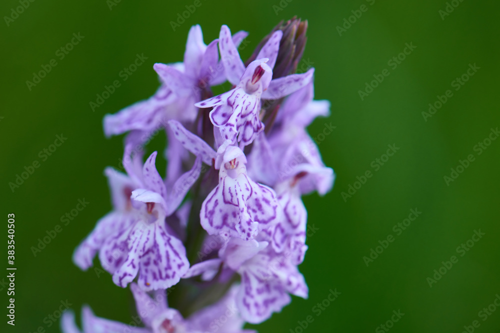 Geflecktes Knabenkraut (Dactylorhiza maculata) in der Oberlausitz
Geflecktes Knabenkraut (Dactylorhiza maculata) in der Oberlausitz