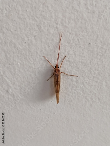 cockroach on wall © Владислав Хрыкин