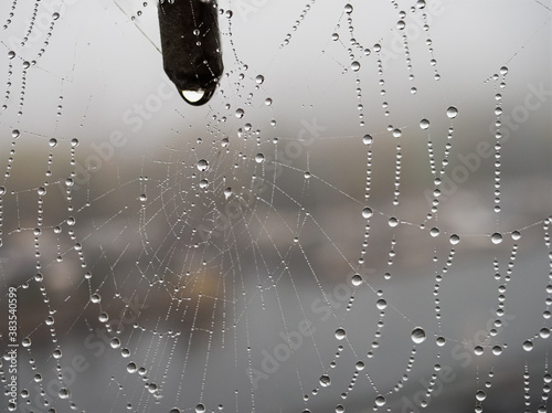 Dew drops on a spider web