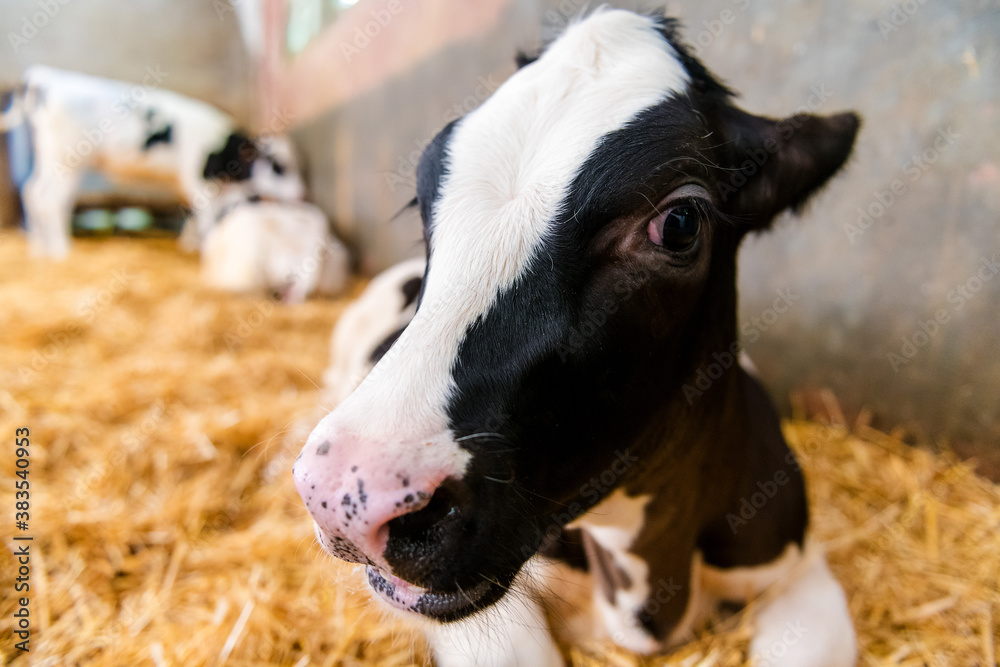portrait of a black and white calf at dairy farm